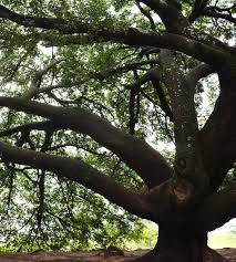 Image result for Copaifera baumiana