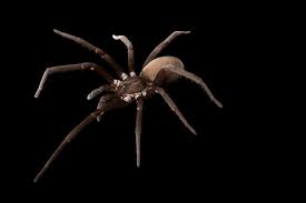 Clean homes give spiders fewer places to hide out in most spiders are vulnerable to frogs. Spiders Facts And Information