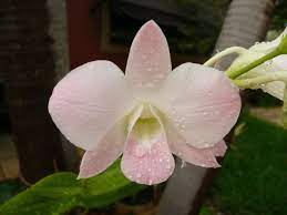 Gardening In South Florida What S Blooming In The Yard Today Dendrobium Orchids Orchid Flower Bloom