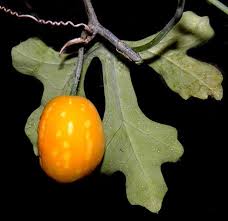 Image result for Anthephora pungens