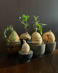 Image result for Raphionacme procumbens