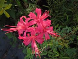 Image result for Nerine