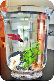 Ikea Vase Pomp Et Plante Aquatique Vattenrall Avec Un Joli Poisson Betta Ikea Ikea Hack Kitchen Appliances