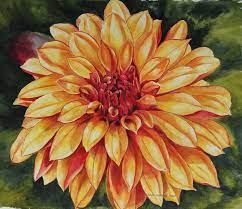 Dahlia Flower Painting Google Search Flower Painting Floral Watercolor Flower Art