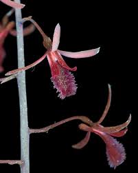 Image result for Eulophia leachii