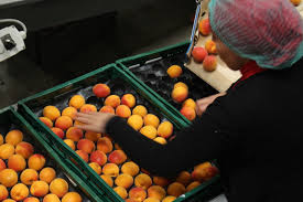L Abricot Vise La Qualite Reussir Fruits Legumes Fld