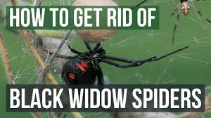 Getting rid of spiders already inside. How To Get Rid Of Black Widow Spiders Youtube