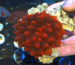 Click This Image To Show The Full Size Version Bubble Tip Anemone Anemone Eye Candy