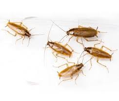 However, starcity pest control team is ready to serve pest control service in samha area. Pest Control German Pest Control Abu Dhabi