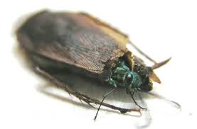 Check spelling or type a new query. The Emerald Jewel Wasp A Badass Neurosurgeon Album On Imgur