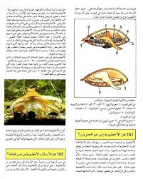 Pin By القراء On قصص مصورة Animals Insects Bee
