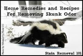 A canine who is sprayed by this normally docile animal can suffer the toxic physical and emotional effects for months. Removing Skunk Odor Home Remedies Recipes You Can Use