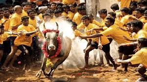 jallikattu wallpapers wallpaper cave jallikattu wallpapers wallpaper cave