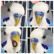 Bird Of The Month 6 Month Old Budgie Molting Budgies Baby Budgies Parakeet