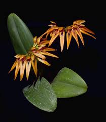 Image result for Bulbophyllum sandersonii