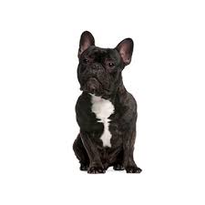 The french bulldog breed originally came to the united states with groups of wealthy americans who came across them and fell in love while touring europe in the late 1800s. French Bulldog Puppies Petland St Louis Missouri