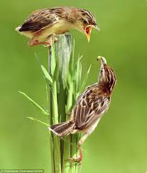 Cannot Fly Birds That Don T Fly Get The Food In Mum We Still Can T Fly Amazing Pictures Of Warbler Chicks At Feeding Time Bird Bird Photography Wild Birds