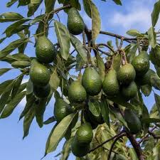 Seriously, that delicious bowl of guacamole can become your. Hass Avocado Tree Naturehills Com
