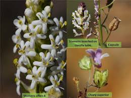 Image result for Scrophulariaceae