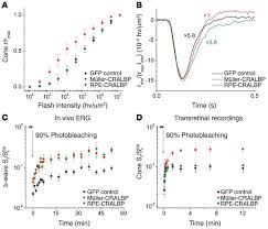 Possible functions of muller cells during retinal development. Jci Cralbp Supports The Mammalian Retinal Visual Cycle And Cone Vision