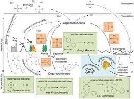 On a device or on the web, viewers can watch and discover millions of personalized short videos. Frontiers Microbial Synthesis And Transformation Of Inorganic And Organic Chlorine Compounds Microbiology