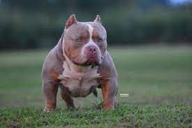 Both under parents under 13. Pin On Bully King Magazine
