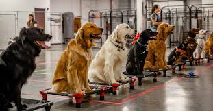 These dogs are uncomfortable near new people because they look, smell and sound different from their between 3 and 20 weeks of age is the critical socialization period in puppy development. Sit Means Sit Dog Training Raleigh Nc Raleigh Puppy Trainers