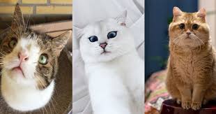 Bahkan beliau pun mendapat julukan abu hurairah oleh nabi muhammad yang berarti bapaknya kucing, karena kecintaannya pada kucing. 7 Kucing Paling Terkenal Di Instagram Popmama Com