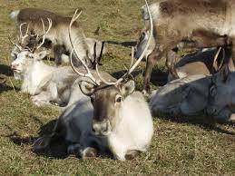 The Horonobe Tonakai Reindeer Ranch/Farm - Hokkaido A4JP Travel Guide
