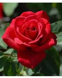 Mist the seedlings lightly and thin them out as they grow larger to provide enough space. Red Rose Flowers Seeds Buy Online At Best Prices In Pakistan Daraz Pk