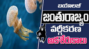 Tet Trt Dsc Animal Kingdom Classification Biology Telugu Medium Youtube