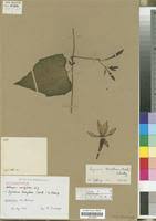 Image result for Lagenaria breviflora