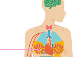 However, your symptoms may vary depending on your specific type of breast cancer. 12 Effects Of Breast Cancer On The Body