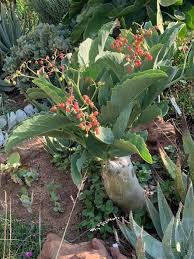 Image result for Cyphostemma hereroense