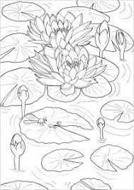 Fiori E Vegetazione Disegni Da Colorare Per Adulti