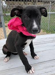 Long beach exterminator offers pest control and bed bugs control for commercial long beach exterminator knows the importance of pets to you. Posh Pets Rescue Inc Reviews And Ratings New York Ny Donate Volunteer Review Greatnonprofits