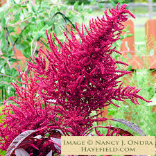 Image result for Amaranthus dinteri
