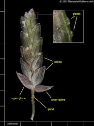 Image result for Eragrostis minor