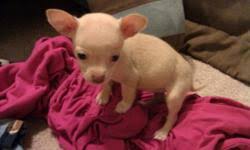 Maybe you would like to learn more about one of these? Teacup Chihuahuas Price 100 For Sale In Killeen Texas Best Pets Online