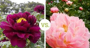 花のお話 牡丹とシャクヤク つくば牡丹園