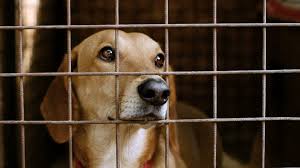 Homeless Dogs Muzzle Of Dachshund Behind The Bars Of An Animal Shelter Hd Stock Footage Dachshund Bars Muzzle Homeless Homeless Dogs Animal Shelter Dogs