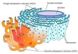 Maybe you would like to learn more about one of these? What Is The Function Of The Rough Endoplasmic Reticulum Quora