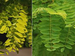 Image result for Faurea rubriflora