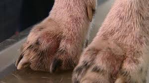 Dieser artikel zum thema hausmittel gegen grasmilben beim menschen ist teil 4 der serie zur milbenbekämpfung. Juckreiz Pusteln Ausschlag Grasmilben Lumpi4 De Hundemagazin