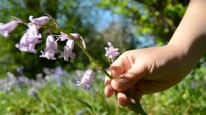 Image result for little boy with flowers