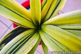 Free delivery and returns on ebay plus items for plus members. Snake Plant Care How To Grow This Diehard Houseplant