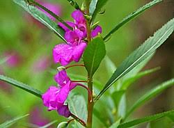 Image result for Impatiens psychadelphoides