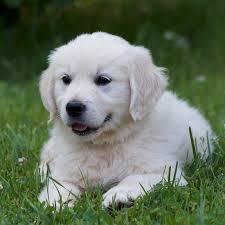 We did not find results for: English Cream Golden Retriever For Sale Nc New York