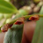 Image result for Bulbophyllum oreonastes