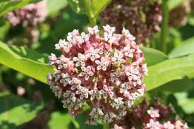 Usa & international flower delivery. Common Milkweed Nutroo